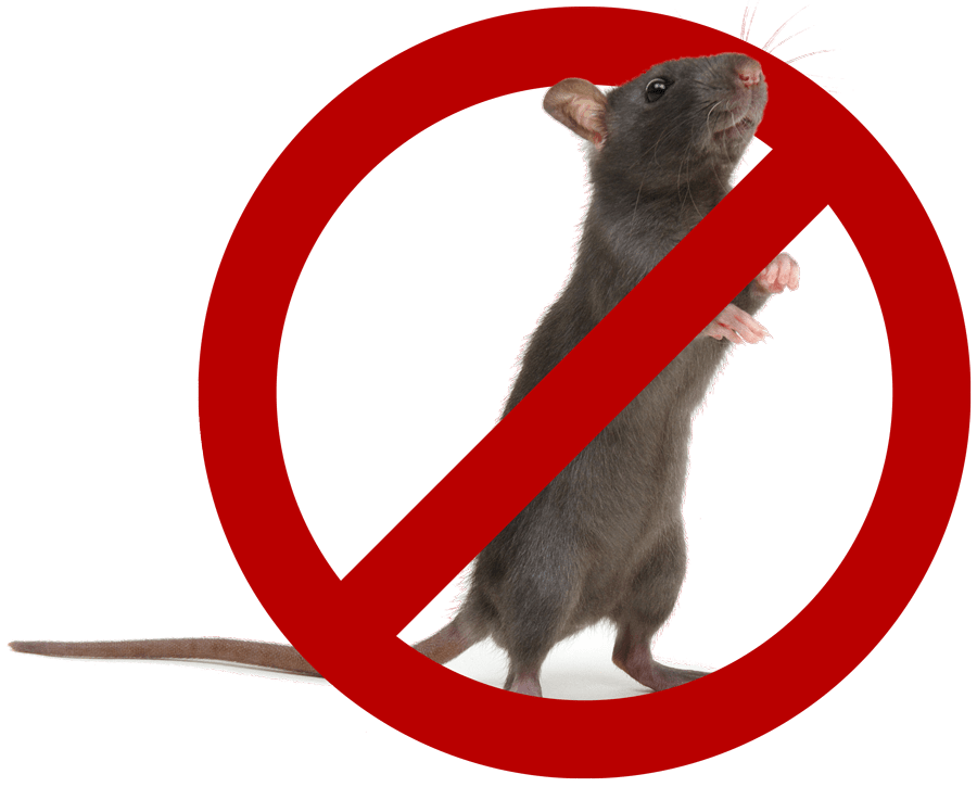 Wildlife Removal Charleston, West Ashley, Edisto & Surround.